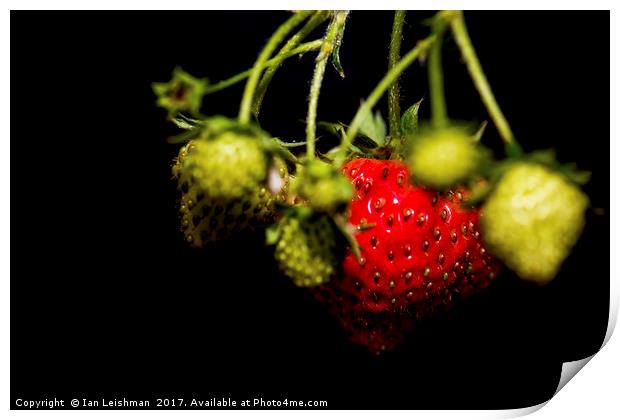 Garden strawberries bunch Print by Ian Leishman