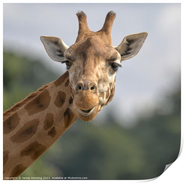 Comedy giraffe portrait Print by James Kenning