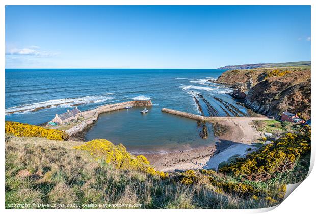 View of Cove Harbour on a clear sunny day at high tide Print by Dave Collins