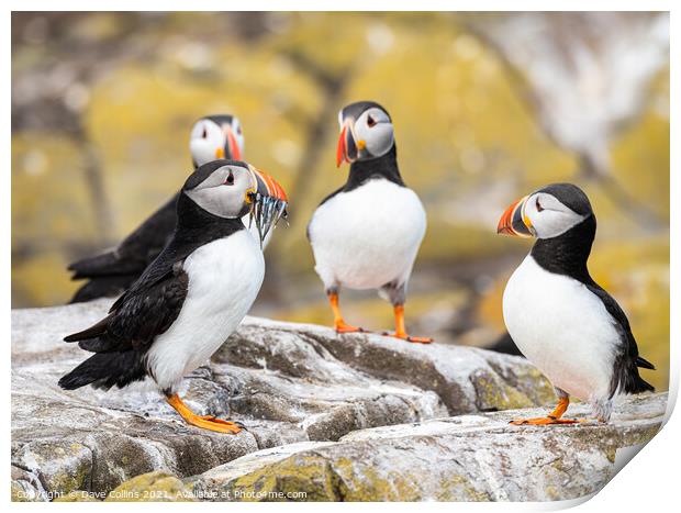 Puffins on the ground on Inner Farne Lsland in the Farne Islands, Northumberland, England Print by Dave Collins