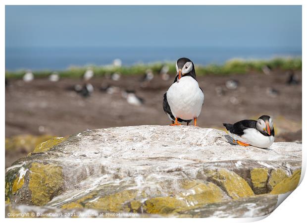 Puffin on the ground on Inner Farne Lsland in the Farne Islands, Northumberland, England Print by Dave Collins