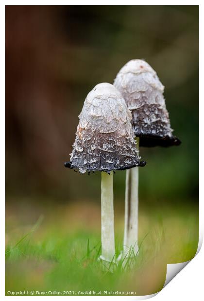 Shaggy Inkcap Mushroom with a diffused background Print by Dave Collins