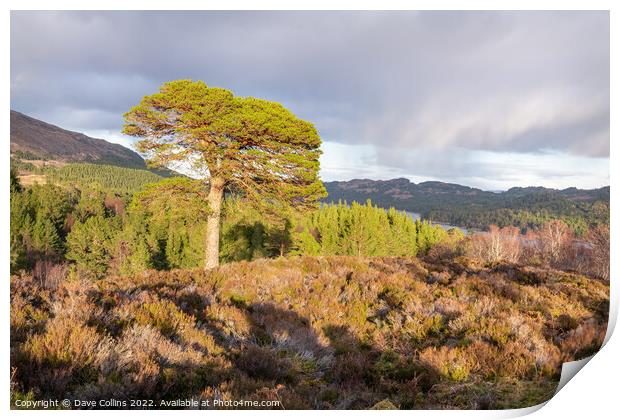 Large tree in evening sunlight at the Glen Affric view point, Highlands, Scotland Print by Dave Collins
