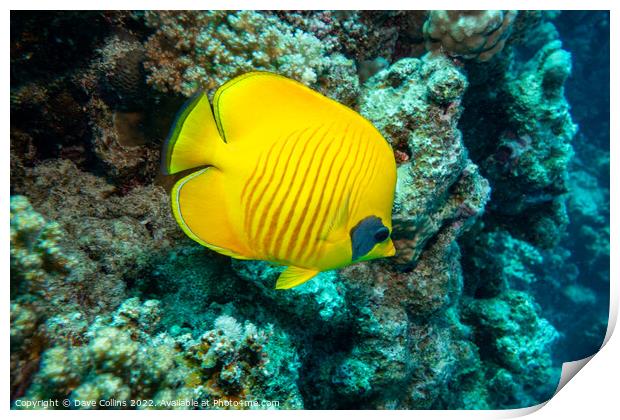 Masked Butterfly fish in the Red Sea, Egypt Print by Dave Collins