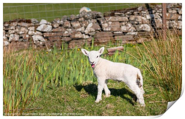 A young Lamb looking at the camera Print by Dave Collins