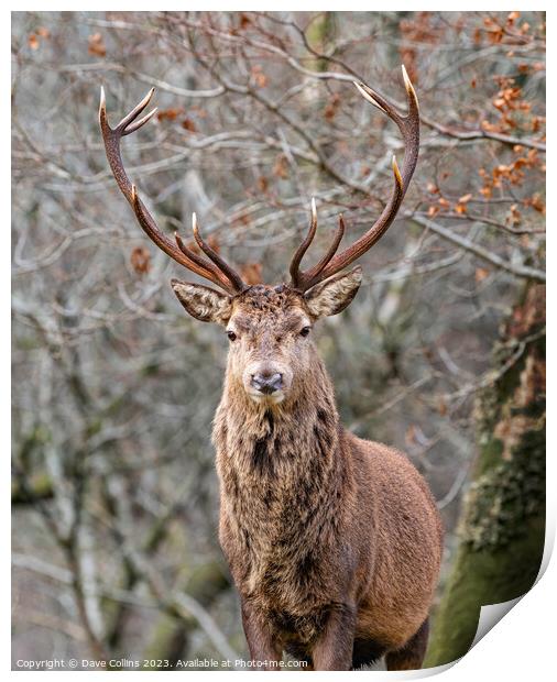 Red Deer Stag in Glen Etive, Scotland Print by Dave Collins