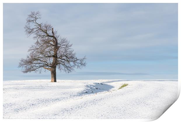 Tree in snow covered farmland, Scottish Borders Print by Dave Collins