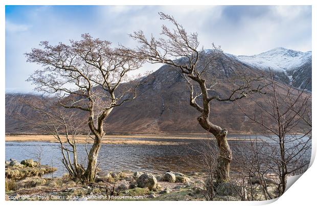 Gnarled Trees on the west bank of Loch Etive in the Highlands, Scotland Print by Dave Collins