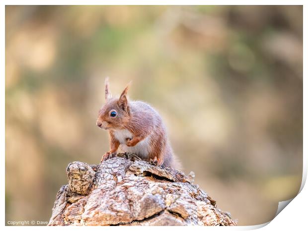 Red Squirrel, Dorset, England Print by Dave Collins