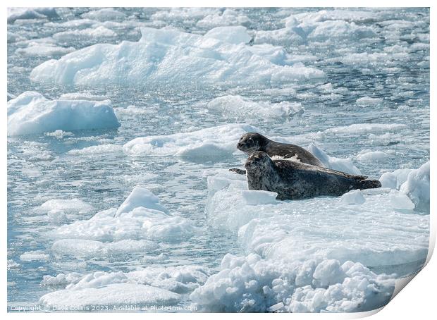 Two Harbour Seals on an ice flow in its natural environment, College Fjord, Alaska, USA Print by Dave Collins