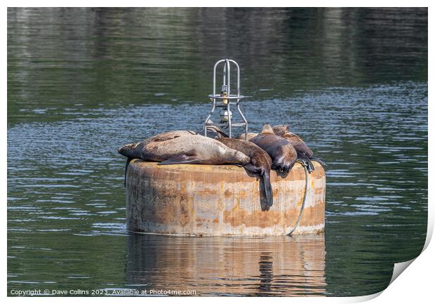Steller Sea lions resting on a mooring buoy in Price William Sound, Alaska, USA Print by Dave Collins