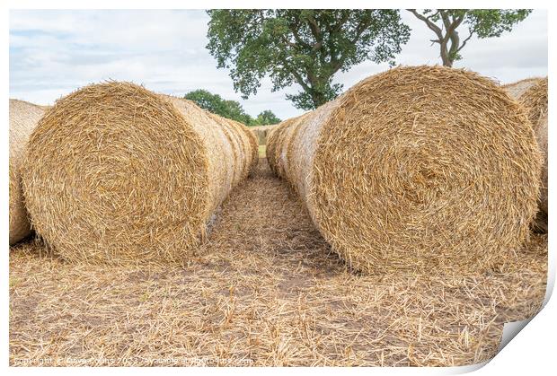Hay bales lined up after the harvest in the UK Print by Dave Collins
