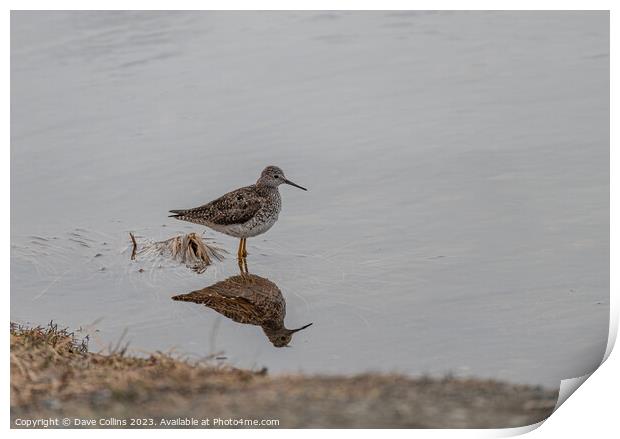 Yellowlegs wading bird in Pippin Lake, Alaska, USA Print by Dave Collins