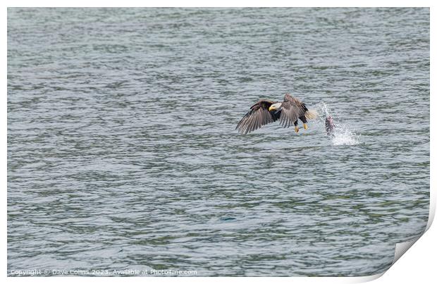 Bald Eagle in Flight with a dropped fish behind, Petersburg, Alaska, USA Print by Dave Collins