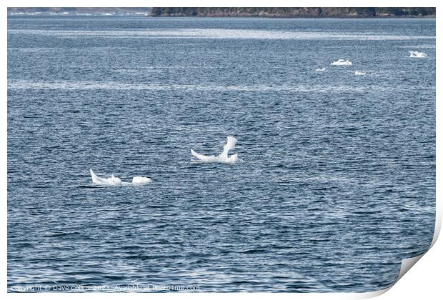 Strangley shaped growlers (little iceberg) floating in College Fjord in Alaska, USA Print by Dave Collins