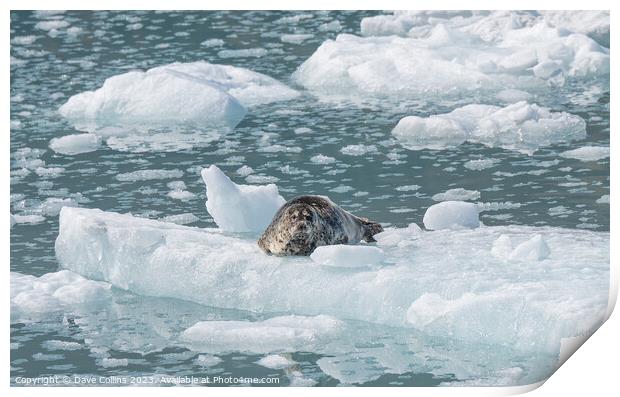 Outdoor Harbour Seal on a growler (small iceberg) in an ice flow in College Fjord, Alaska, USA Print by Dave Collins