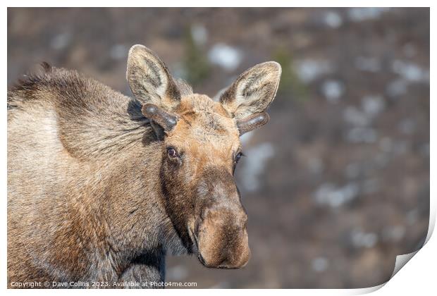 Alaska moose on the Savage River Trail in Denali National Park, Alaska, USA Print by Dave Collins