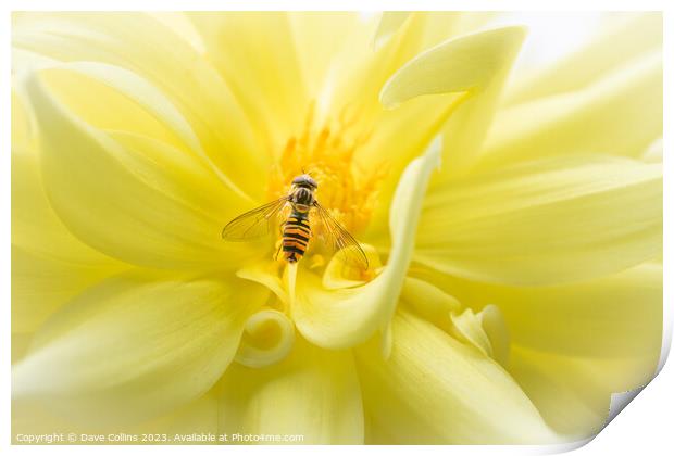 Hover fly on a yellow dahlia Print by Dave Collins