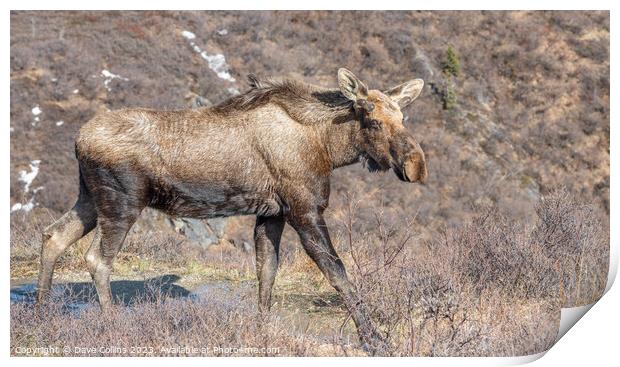 Alaska moose on the Savage River Trail in Denali National Park, Alaska, USA Print by Dave Collins