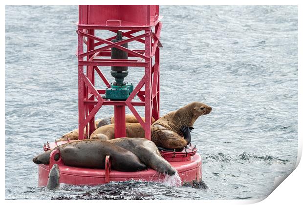 Steller Sea lions resting and calling on a Shipping Light Buoy in Sitka, Alaska, USA Print by Dave Collins