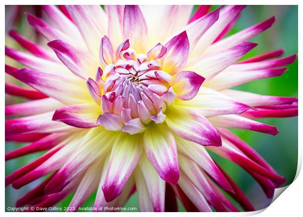 White and Purple Cactus dahlia Flower in bloom Print by Dave Collins