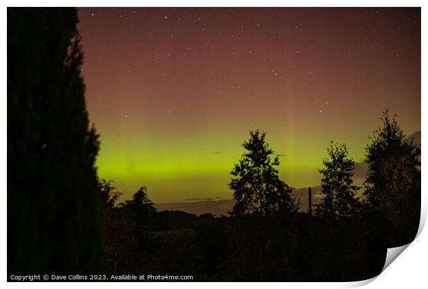 Yellow and Pink Aurora with tree silhouettes in the Scottish Borders, United Kingdom Print by Dave Collins