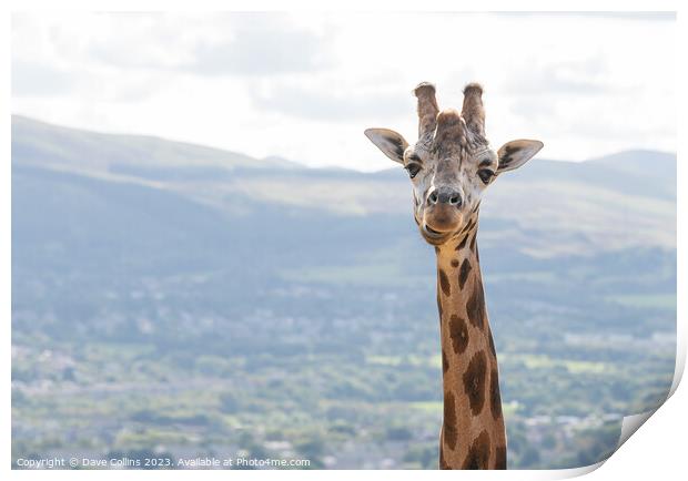 Giraffe portrait at Edinburgh Zoo Print by Dave Collins
