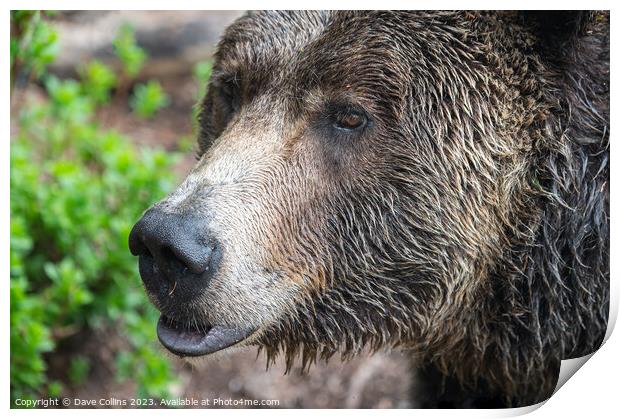 Grizzly bear in the rain at the  Grouse Mountain Wildlife Refuge, Vancouver, Canada Print by Dave Collins