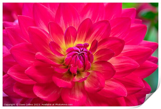 Vibrant pink Waterlily dahlia in bloom Print by Dave Collins