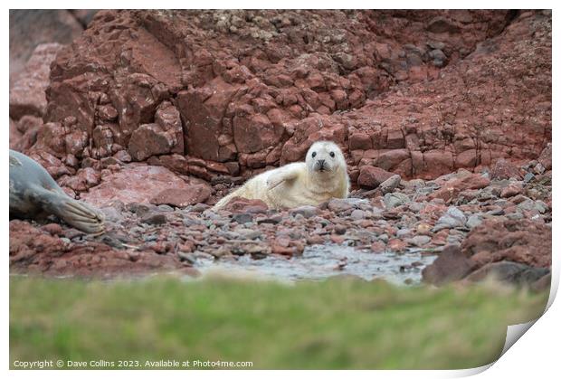 Grey Seal pup on the rocky beach at St Abbs Head, Scotland, UK Print by Dave Collins