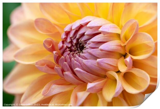 Pink and Orange Cactus dahlia Flower in bloom Print by Dave Collins