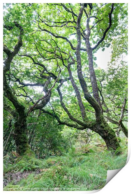 Trees and undergrowth in Glenborrodale Nature Reserve, in Scotland Print by Dave Collins