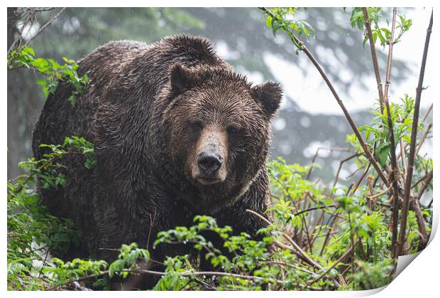 Grizzly bear in the rain at the  Grouse Mountain Wildlife Refuge, Vancouver, Canada Print by Dave Collins