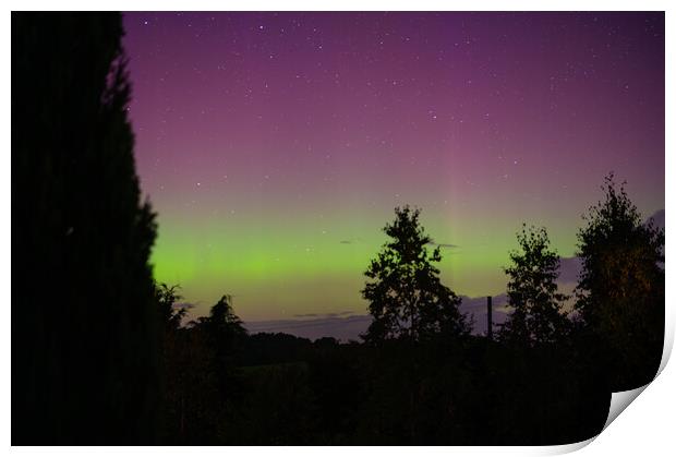 Yellow and Pink Aurora with tree silhouettes in the Scottish Borders, United Kingdom Print by Dave Collins