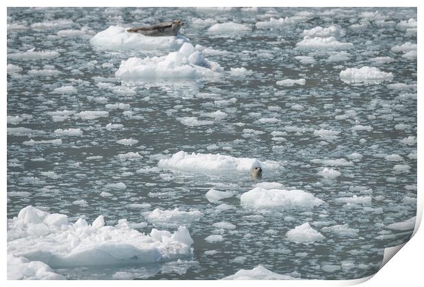 Harbour Seal in an ice flow in its natural environment, College Fjord, Alaska, USA Print by Dave Collins