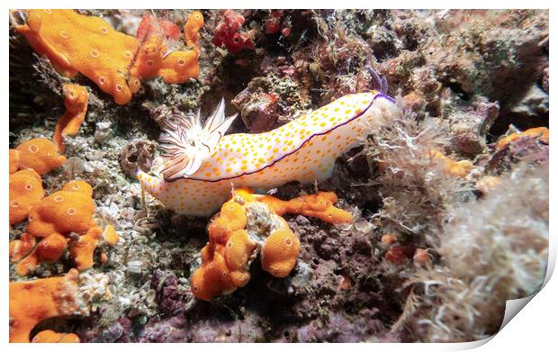 Nudibranch on a coral Reef, Musandam, Oman Print by Dave Collins
