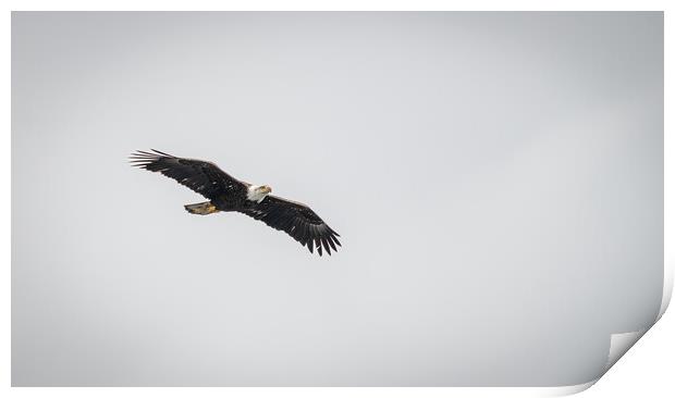 Bald Eagle in Flight, Alaska, USA Print by Dave Collins