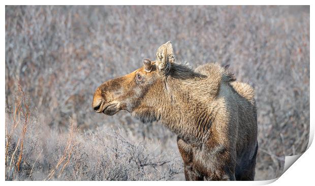 Alaska moose on the Savage River Trail in Denali National Park, Alaska, USA Print by Dave Collins