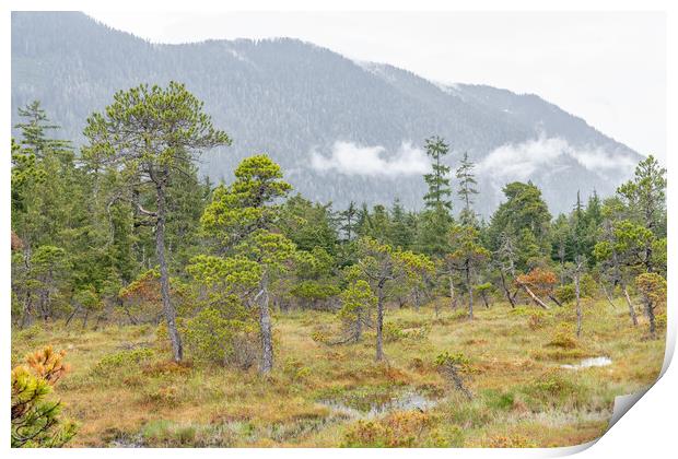 The Petersburg muskeg (Peat Bog) with clouds skirting the mountains behind, Alaska, USA Print by Dave Collins