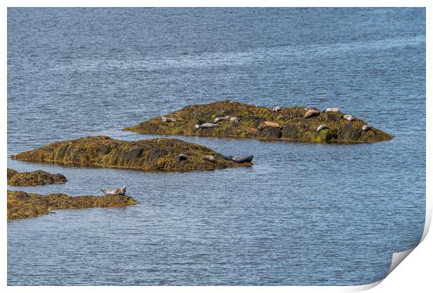 Grey Seals resting on a rocky islands in Loch Sunart from the Garbh Eilean Wildlife Viewing hide Print by Dave Collins