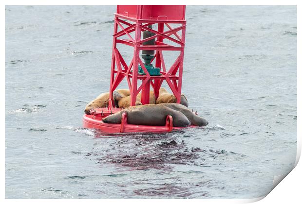 Steller Sea lions resting on a Shipping Light Buoy in Sitka, Alaska, USA Print by Dave Collins