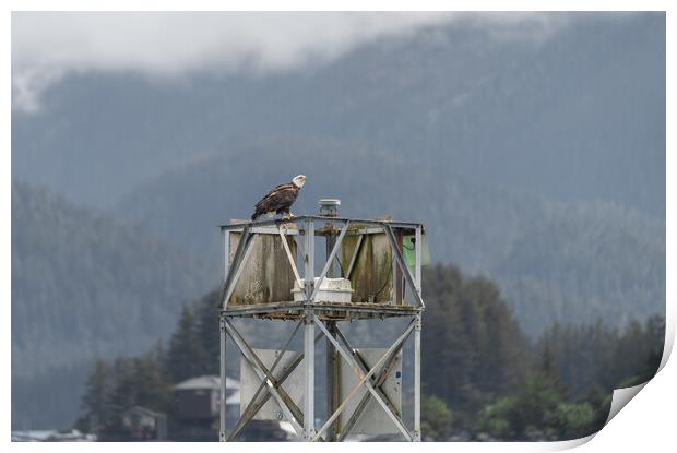 Bald Eagle sitting on a Harbour Light Tower in Sitka, Alaska, USA Print by Dave Collins