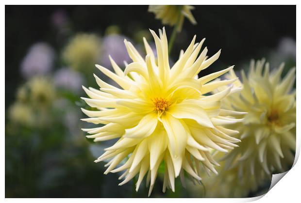 Yellow Cactus dahlia Flower in bloom Print by Dave Collins