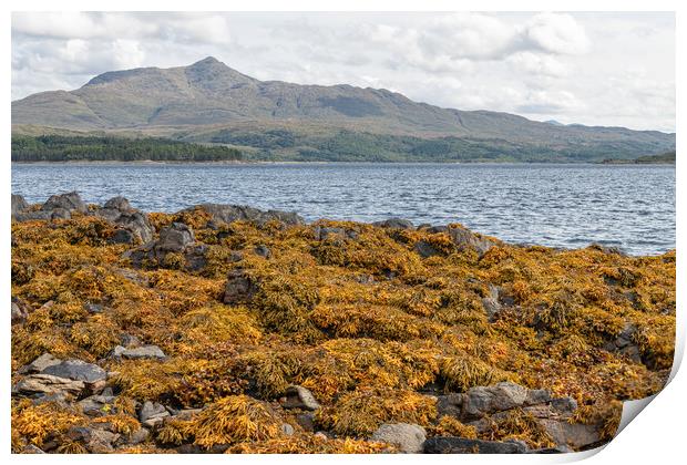 The coastline of Sea Loch Sunart at Low Tide in the Highlands Print by Dave Collins