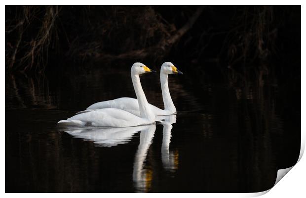 Whooper Swans Reflections on the river Teviot, Scottish Borders, United Kingdom Print by Dave Collins