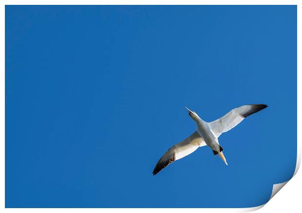 Gannet in flight Print by Dave Collins