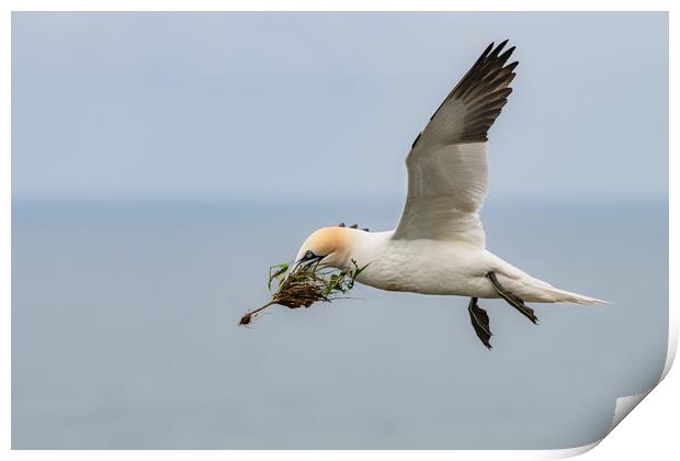Gannet in Flight with Nesting Material Print by Dave Collins