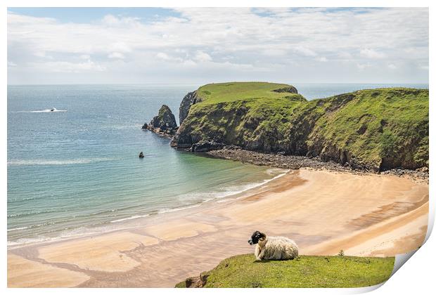 A Sheep on the cliffs at Malin Beg Beach Print by Dave Collins