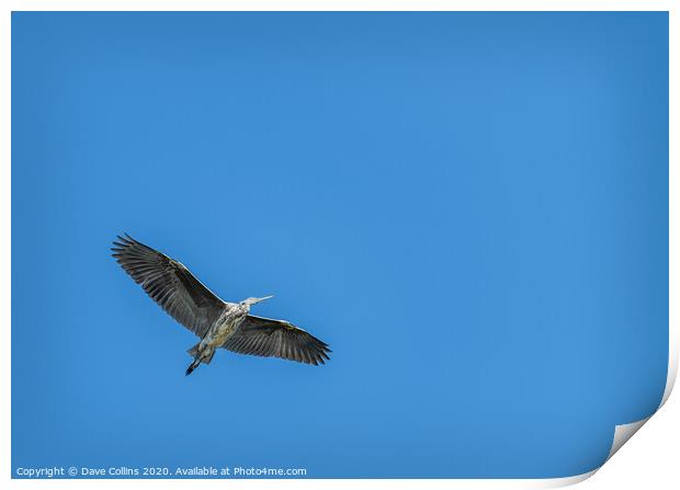 Grey Heron in Flight Print by Dave Collins