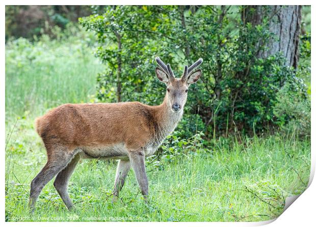 Red deer, Woodland, Glenveagh National Park, Donegal, Ireland Print by Dave Collins